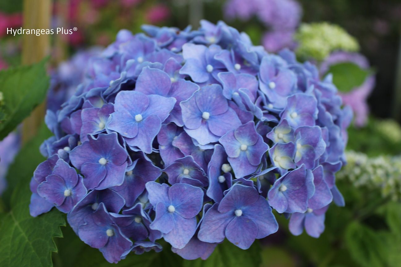 Hydrangea macrophylla 'Miss Hepburn'